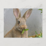 Cottontail Rabbit Postcard