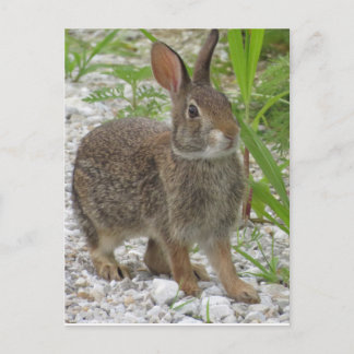 Cottontail Rabbit Postcard