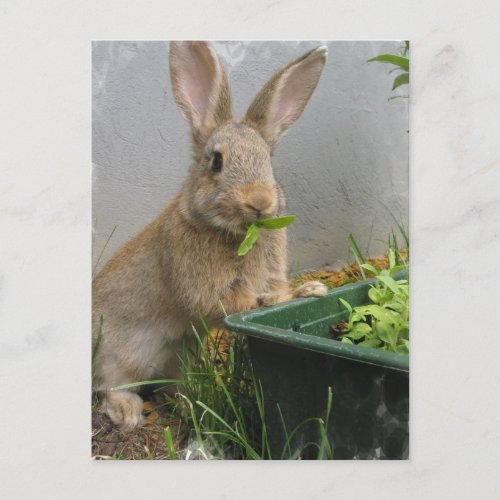 Cottontail Rabbit Postcard