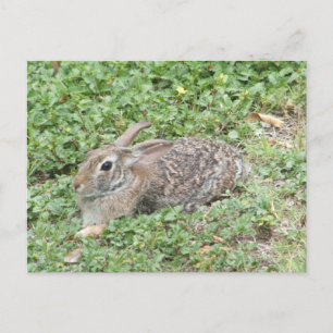 Cottontail rabbit postcard