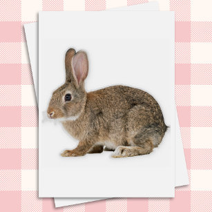 Cottontail Rabbit Sticker