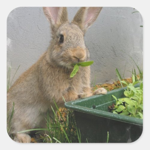 Cottontail Rabbit Stickers