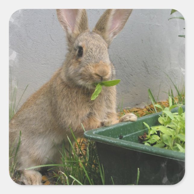 Cottontail Rabbit Stickers (Front)