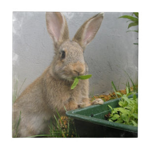 Cottontail Rabbit Tile