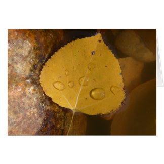 Cottonwood Leaf in Pond Cards