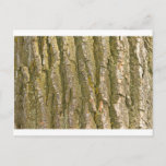 Cottonwood Tree Bark Texture Postcard