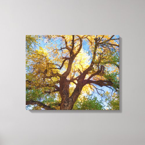 Cottonwood Tree  Capitol Reef National Park Utah Canvas Print