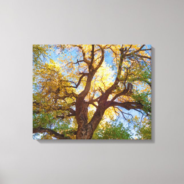 Cottonwood Tree | Capitol Reef National Park, Utah Canvas Print (Front)