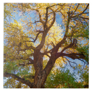 Cottonwood Tree Capitol Reef National Park, Utah Ceramic Tile