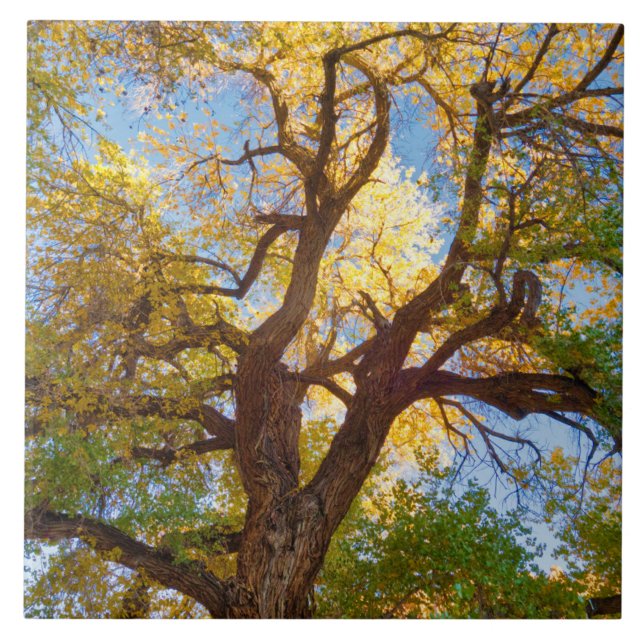 Cottonwood Tree | Capitol Reef National Park, Utah Ceramic Tile (Front)