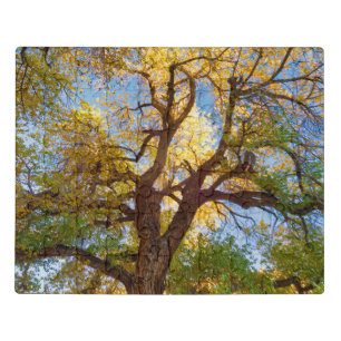 Cottonwood Tree   Capitol Reef National Park, Utah Jigsaw Puzzle