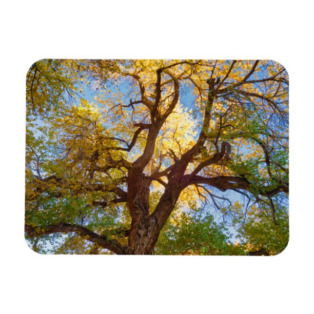 Cottonwood Tree | Capitol Reef National Park, Utah Magnet (Horizontal)
