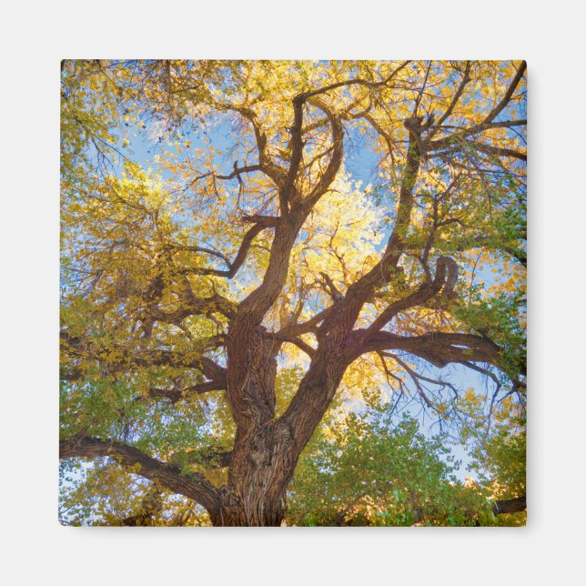 Cottonwood Tree | Capitol Reef National Park, Utah Magnet (Front)