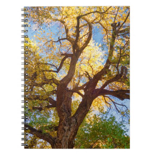 Cottonwood Tree  Capitol Reef National Park Utah Notebook