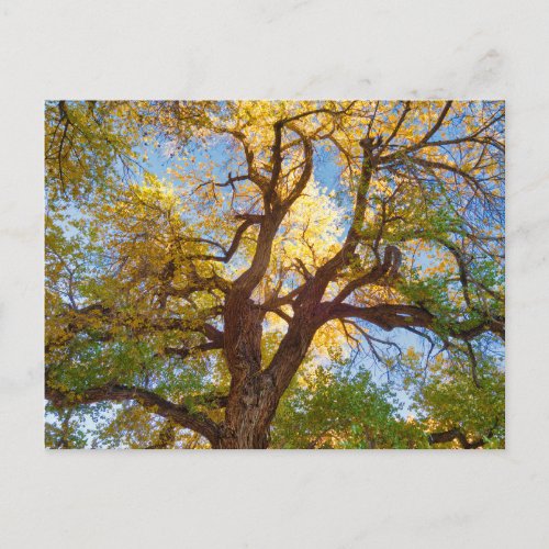 Cottonwood Tree  Capitol Reef National Park Utah Postcard