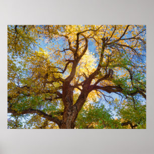 Cottonwood Tree Capitol Reef National Park, Utah Poster