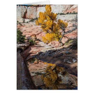 Cottonwood Tree In Fall Colors Cards
