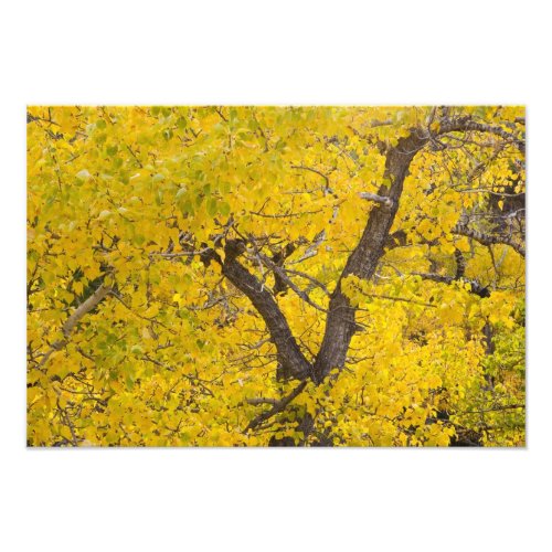 Cottonwood tree in peak fall colors in Glacier Photo Print