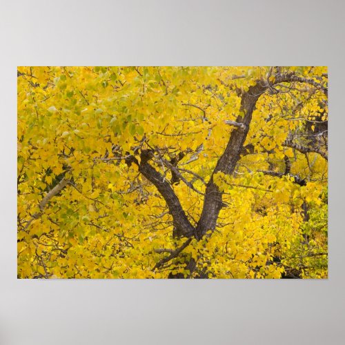 Cottonwood tree in peak fall colors in Glacier Poster