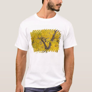 Cottonwood tree in peak fall colors in Glacier T-Shirt