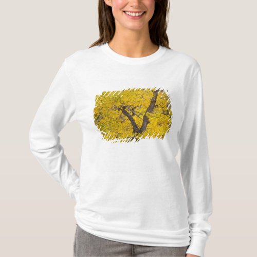 Cottonwood tree in peak fall colors in Glacier T_Shirt