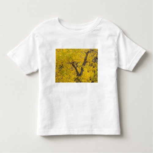 Cottonwood tree in peak fall colors in Glacier Toddler T_shirt