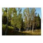 Cottonwoods Along Moose Ponds Trail at Grand Teton