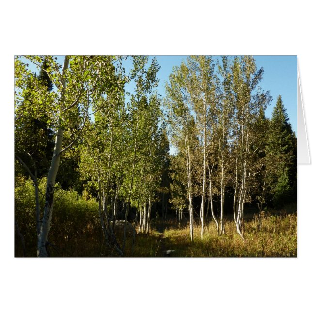 Cottonwoods Along Moose Ponds Trail at Grand Teton (Front Horizontal)