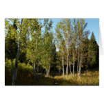 Cottonwoods Along Moose Ponds Trail at Grand Teton Cards