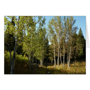 Cottonwoods Along Moose Ponds Trail at Grand Teton Cards