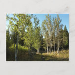 Cottonwoods Along Moose Ponds Trail at Grand Teton Postcard