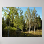 Cottonwoods Along Moose Ponds Trail at Grand Teton Poster