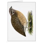 Coturnix Pharaoh Quail (Front)