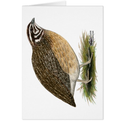 Coturnix Pharaoh Quail Cards (Front)