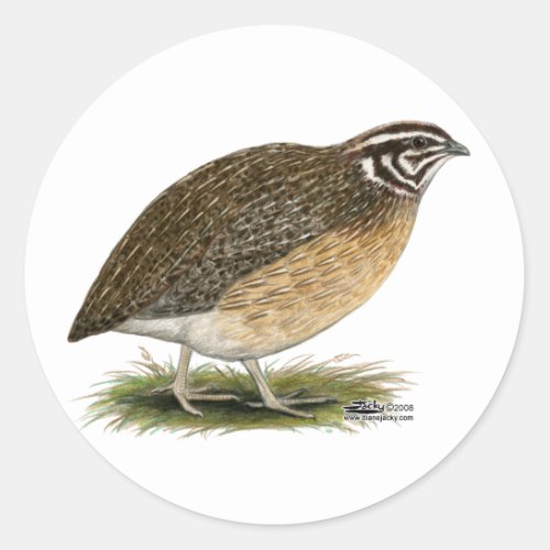 Coturnix Pharaoh Quail Classic Round Sticker