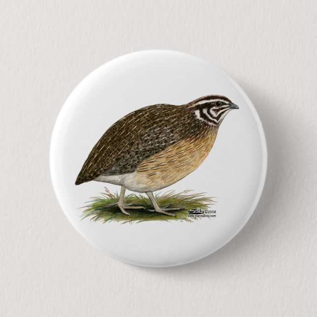 Coturnix Pharaoh Quail Pinback Button (Front)