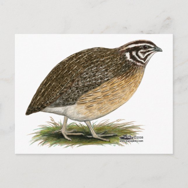 Coturnix Pharaoh Quail Postcard (Front)