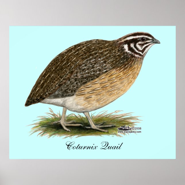 Coturnix Pharaoh Quail Poster (Front)