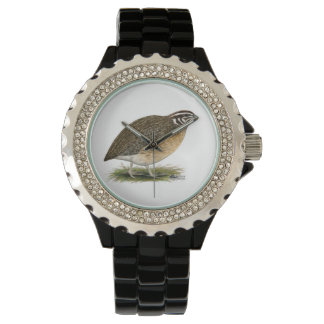 Coturnix Pharaoh Quail Watch