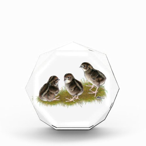 Coturnix Quail Chicks Award