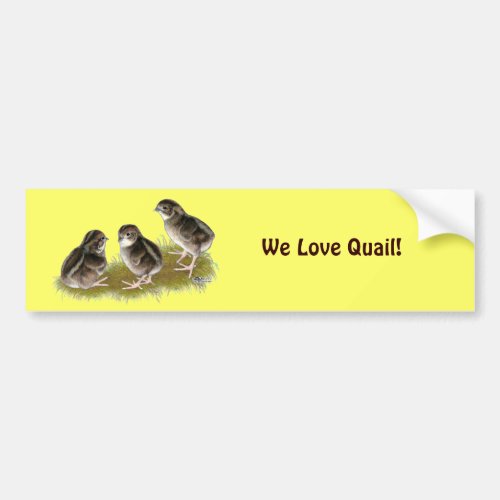 Coturnix Quail Chicks Bumper Sticker