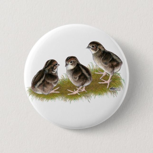 Coturnix Quail Chicks Button (Front)