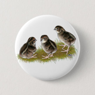 Coturnix Quail Chicks Button