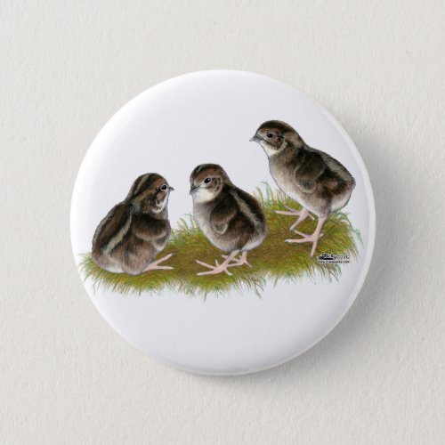 Coturnix Quail Chicks Button