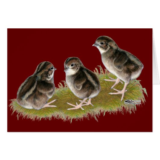 Coturnix Quail Chicks Cards (Front Horizontal)