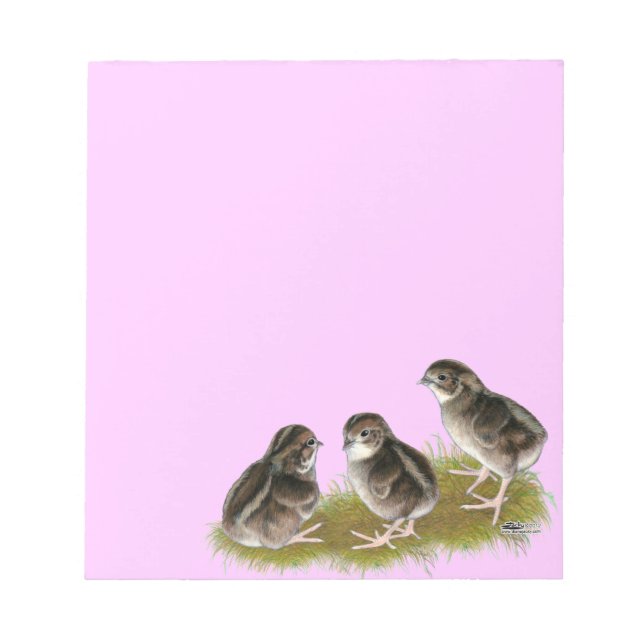 Coturnix Quail Chicks Notepad (Front)