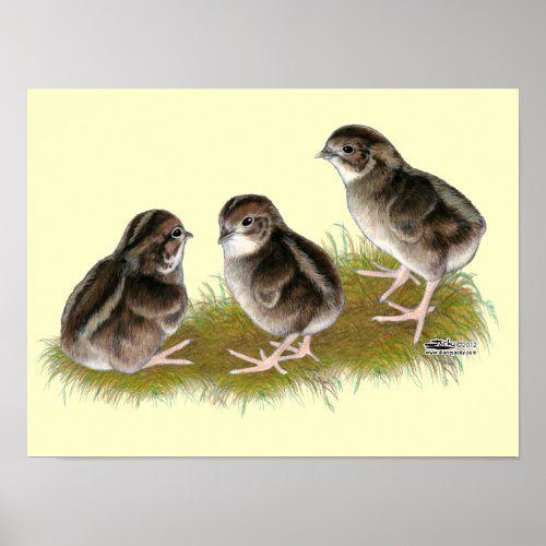 Coturnix Quail Chicks Poster