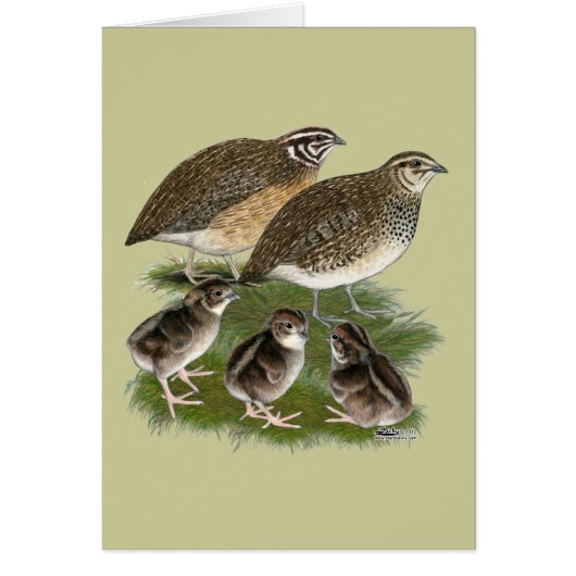 Coturnix Quail Family (Front)