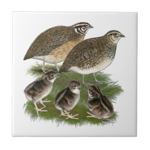 Coturnix Quail Family Ceramic Tile