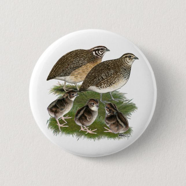 Coturnix Quail Family Pinback Button (Front)